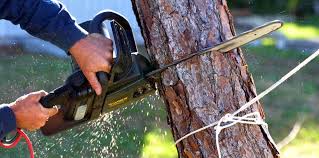 Trusted Fairmont, NC Tree Removal and Landscaping Services Experts